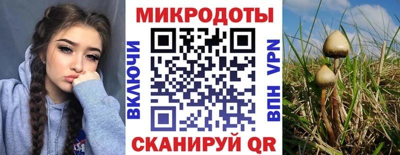 Купить где  Петровск-Забайкальский  Псилоцибиновые грибы Psilocybe 